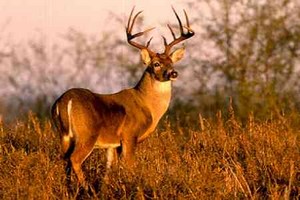 Whitetail Deer Buck