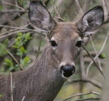 Whitetail Deer Doe